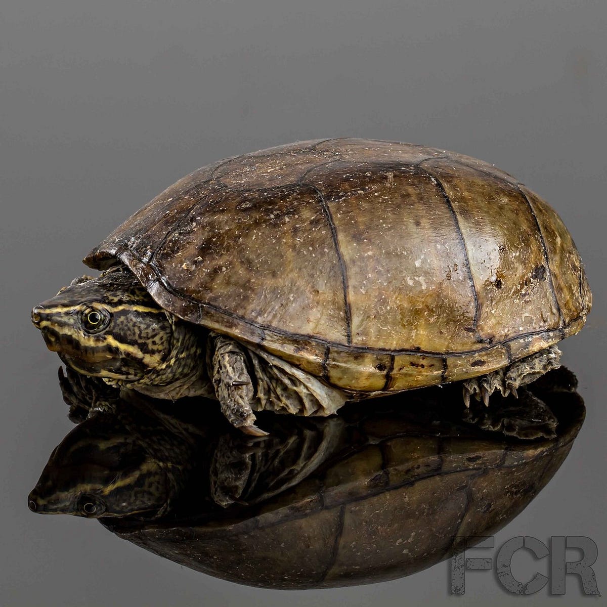 Why wild animals should not be kept as pets by Conservancy of SWFL