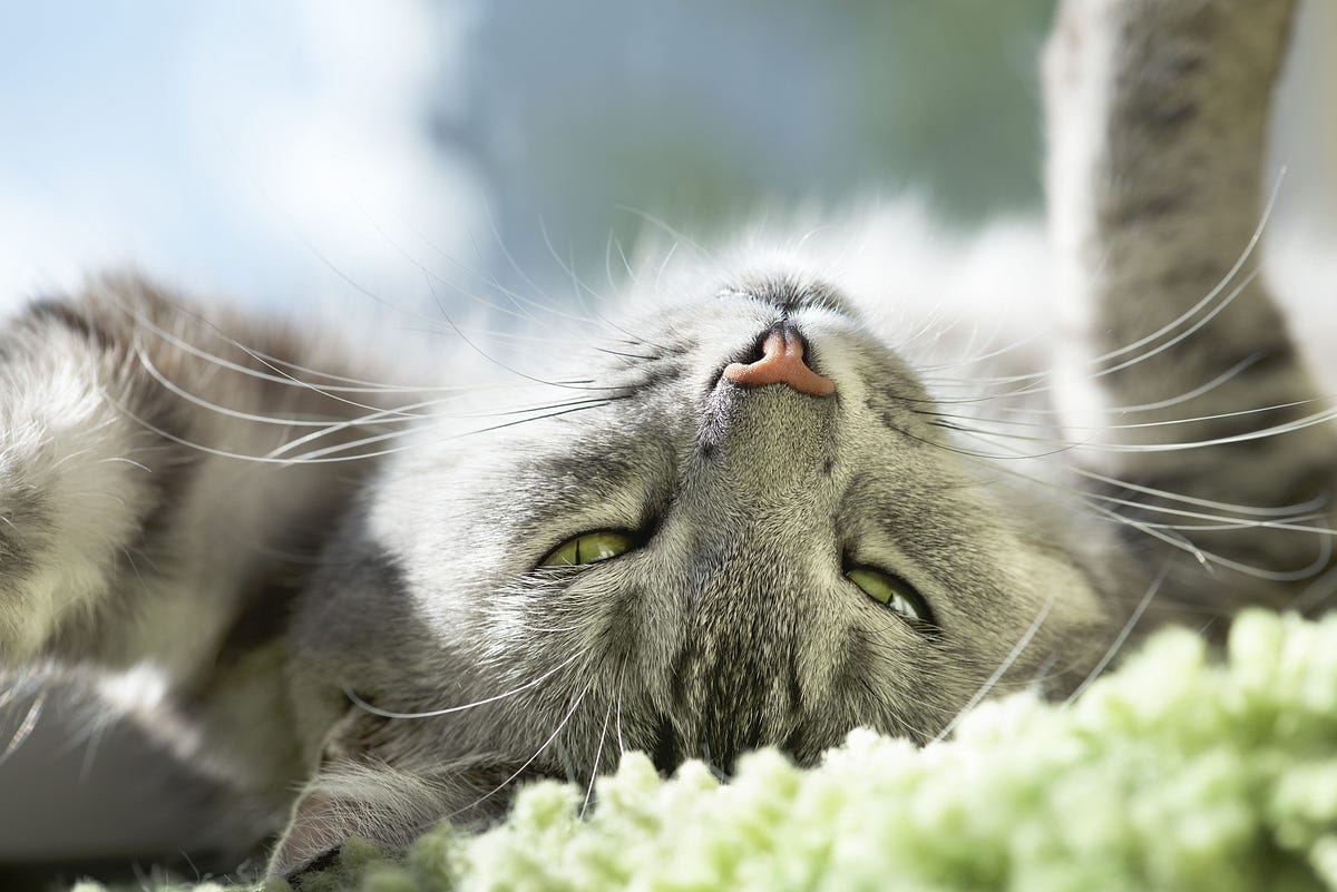 Aggressive Cat Behavior Between Cats What Causes It? by Pets Fauna