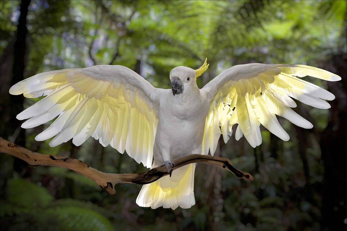 Can Cockatoos Talk?Can Cockatoos Talk? The Truth About These Chatty