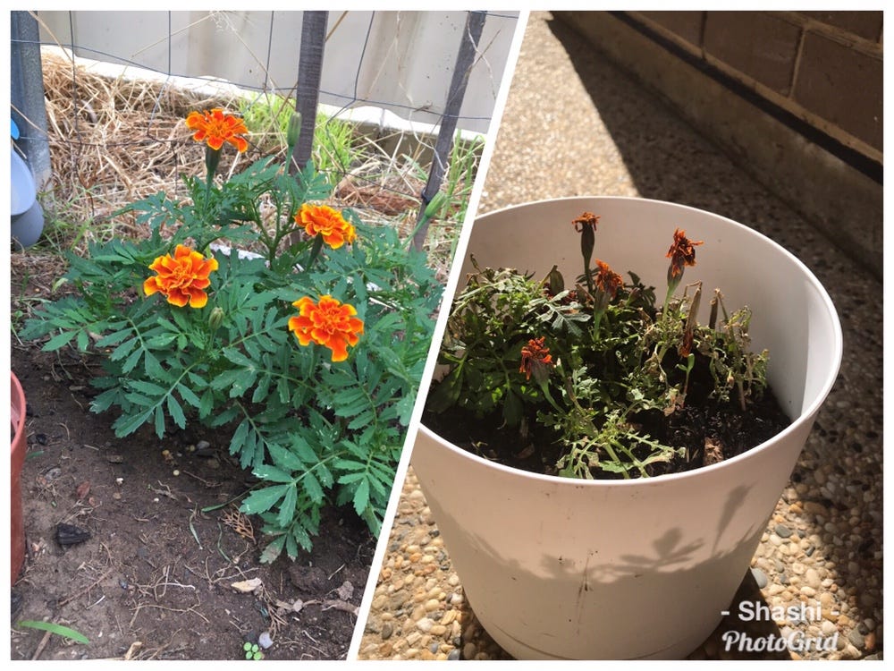 Children are like flowers nurture them wisely by Shashi Medium