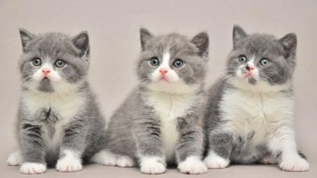 British shorthair white store price