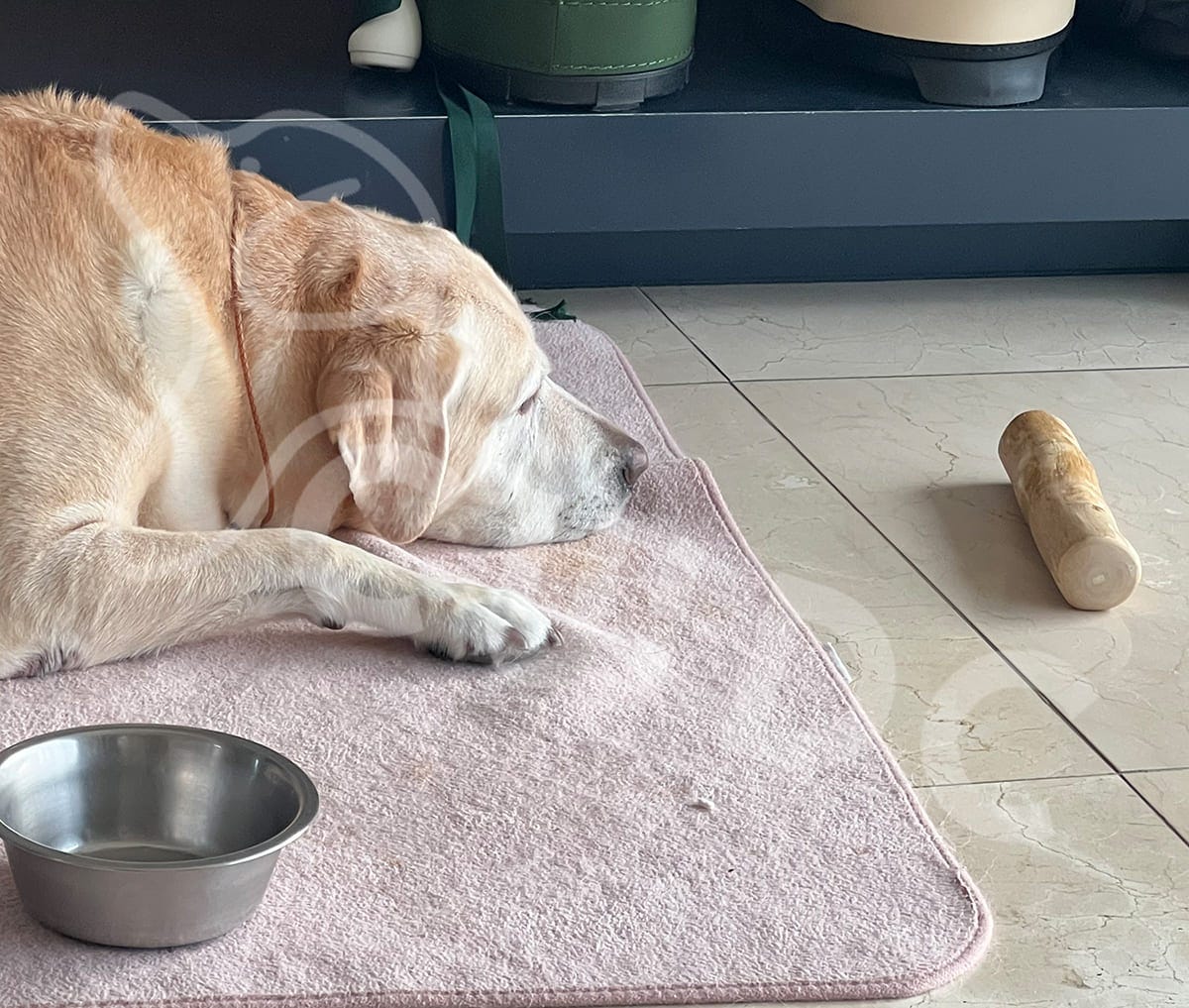 Analyzing the Canine Habit Why Dogs Chew on Wood and How to Redirect