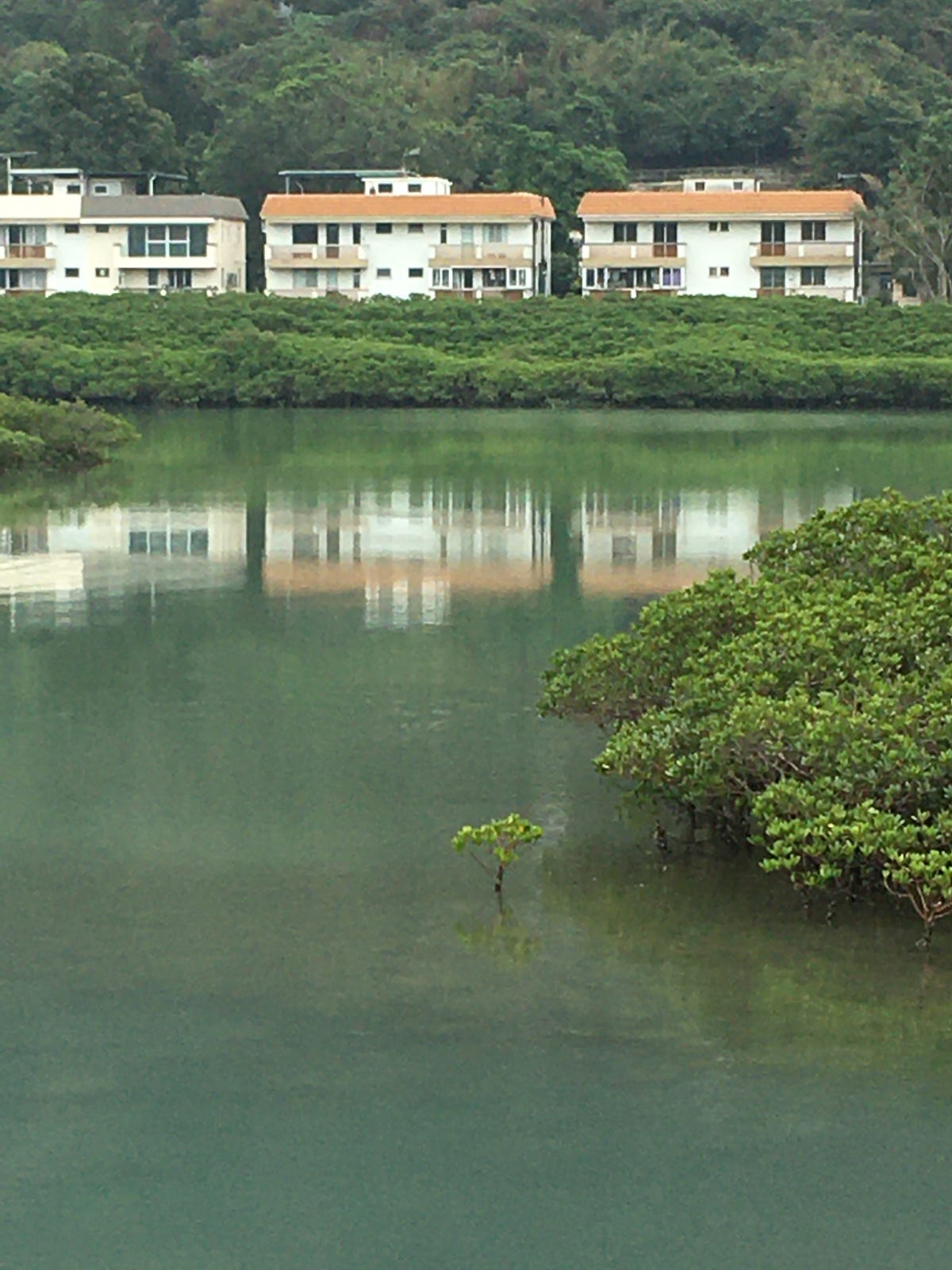 Mangrove forest in Tai O, Hong Kong_(Photo by Oiseau)