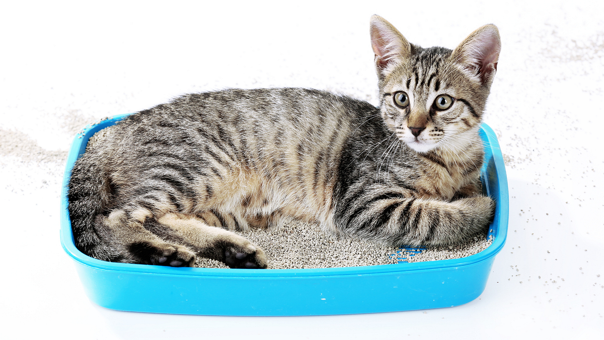 Why is my cat sleeping in the litter box by kazick o Medium