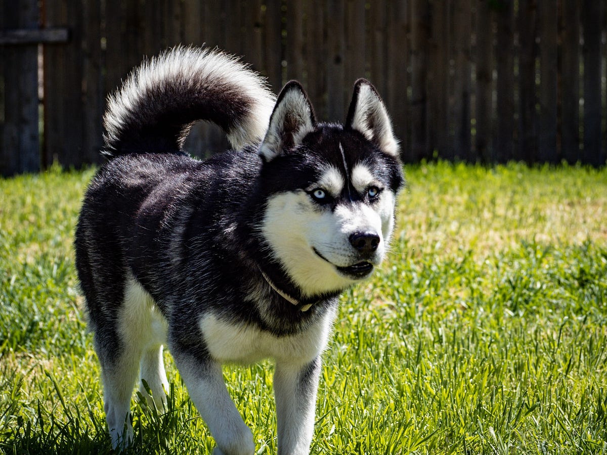 Why Do Huskies Grow So Fast. With their captivating appearance and