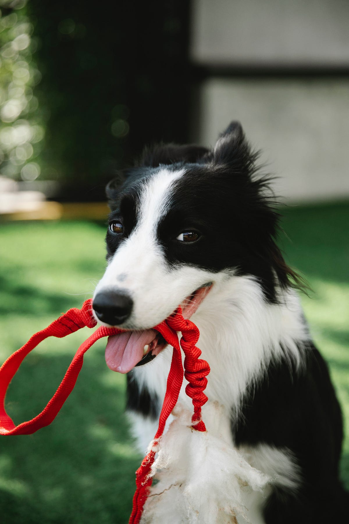 5 Dog Training Tips for Beginners by suzanne webb Medium