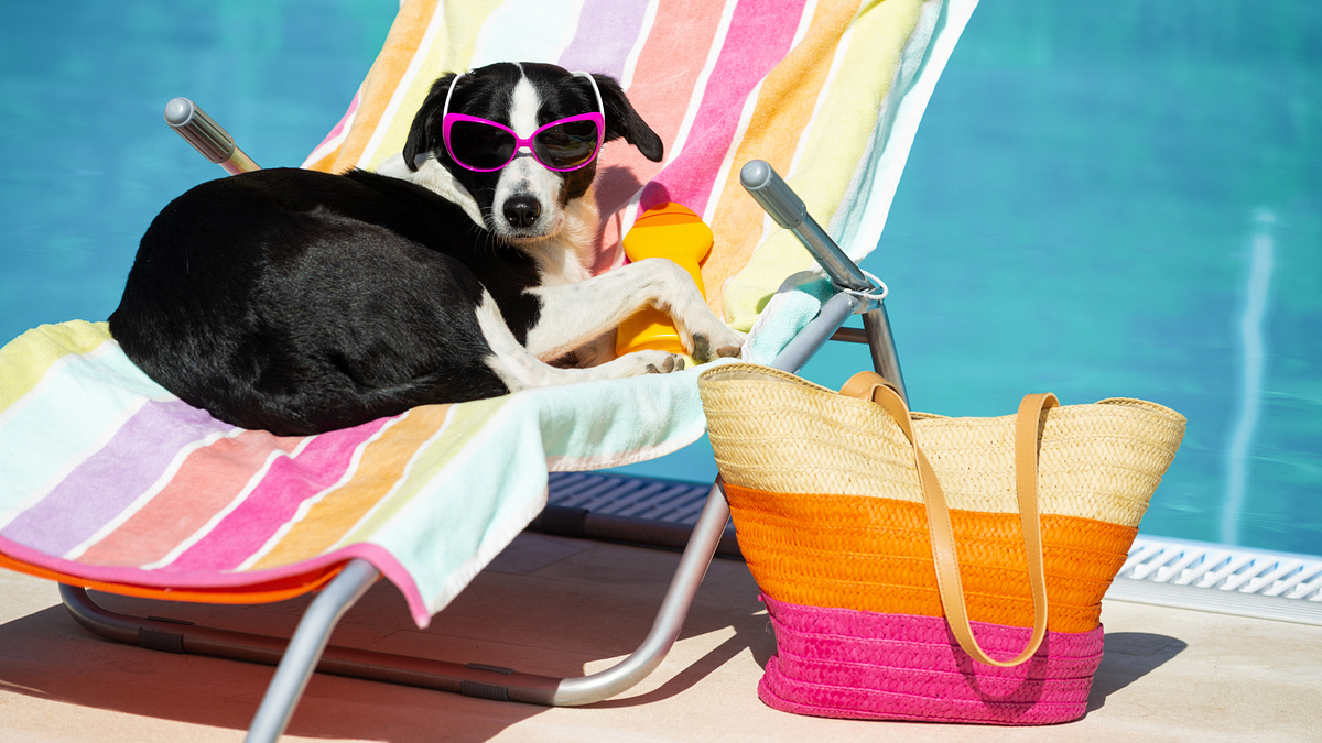 What Are The Dogs Sunbathe Reasons? by Cutepetbox Medium