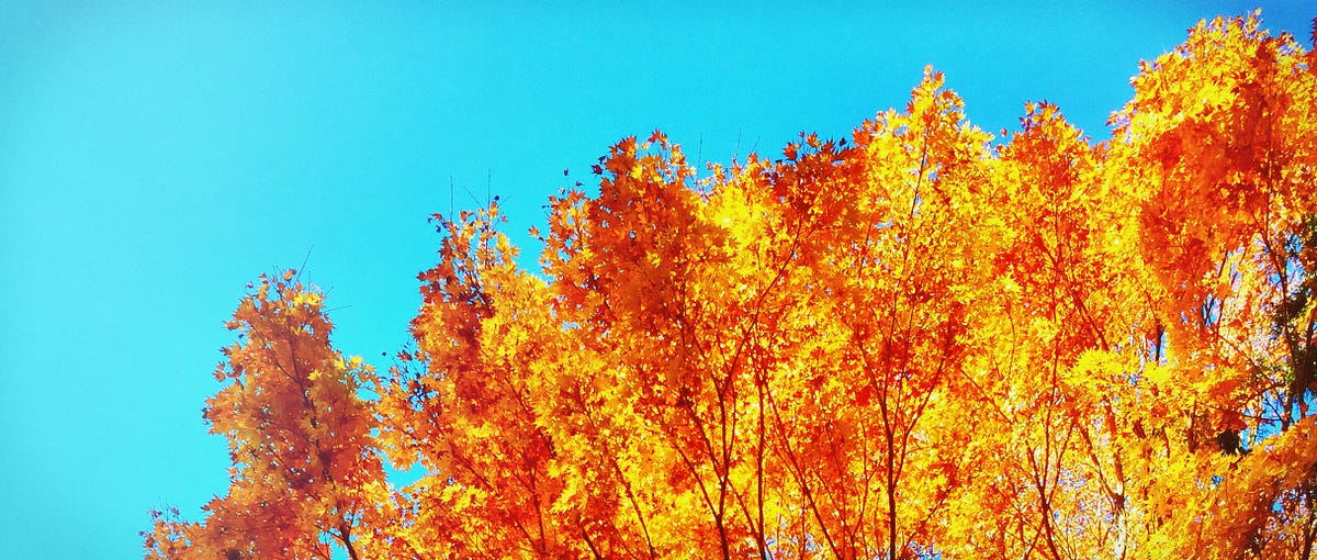 How a tree waits. Leaves don’t fall. Not in any… by Daniel Anderson