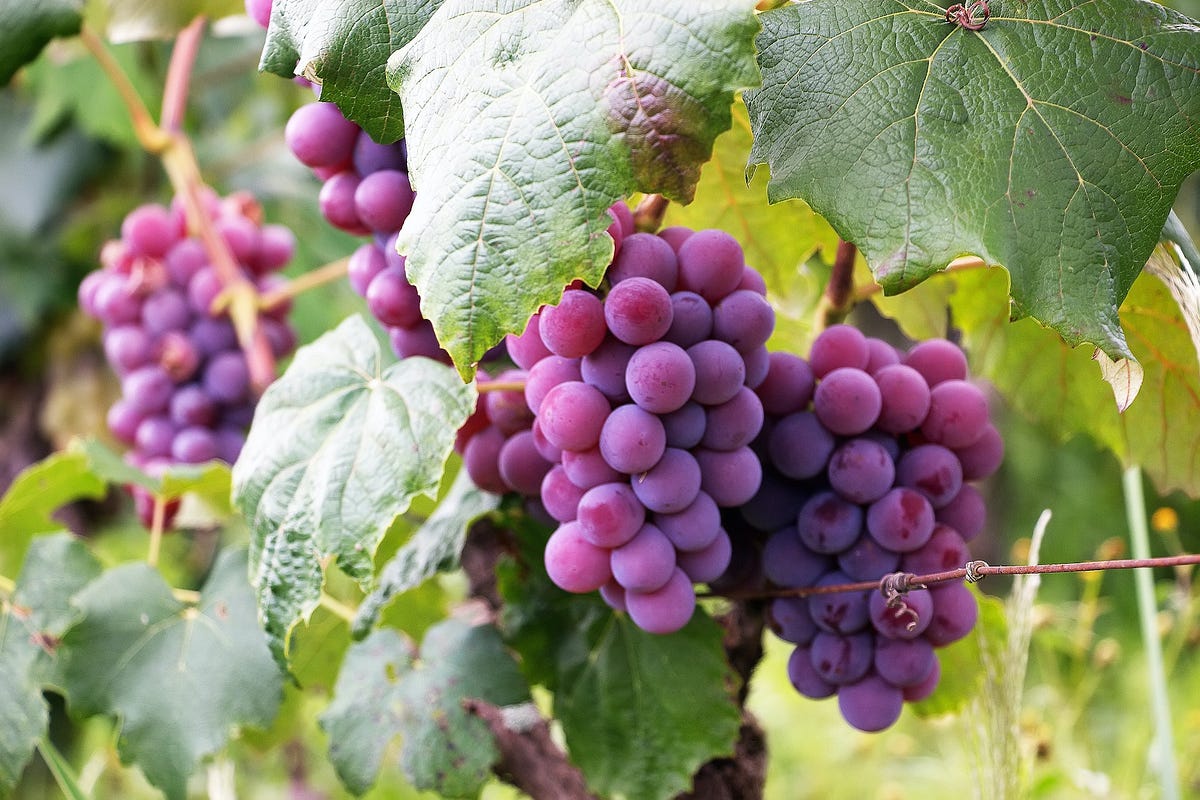 Why Do Grape Vines Drip Water?. Grape vines are fascinating plants… by Ian Muriuki Medium