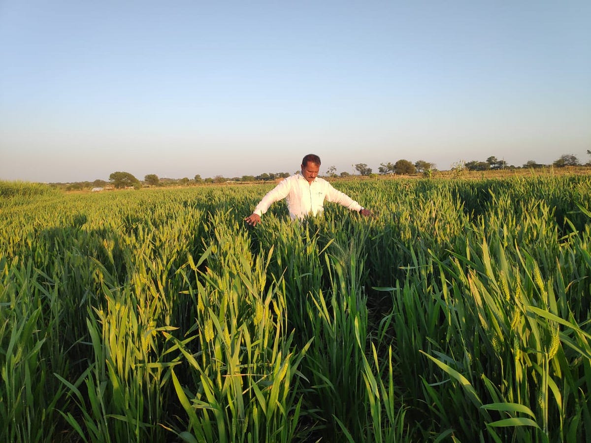 In Latur, Green Revolution kicks off post-River Rejuvenation | by Dolly ...