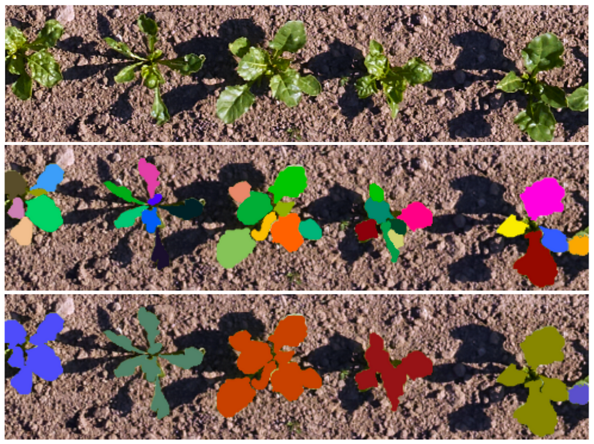 Visual Instance Segmentation of Leaves and Plants for In-Field Plant ...
