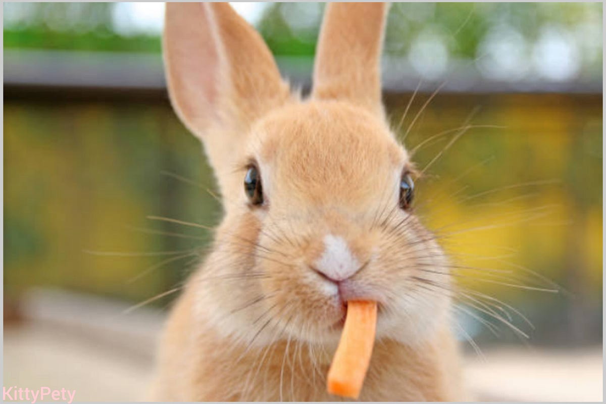10 foods that harm your rabbit. a rabbits unique digestive system and