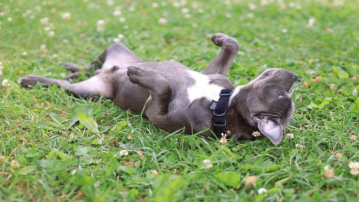 What does it mean when my dog rolls over backwards? by Make Yourself Knowledgeable Medium