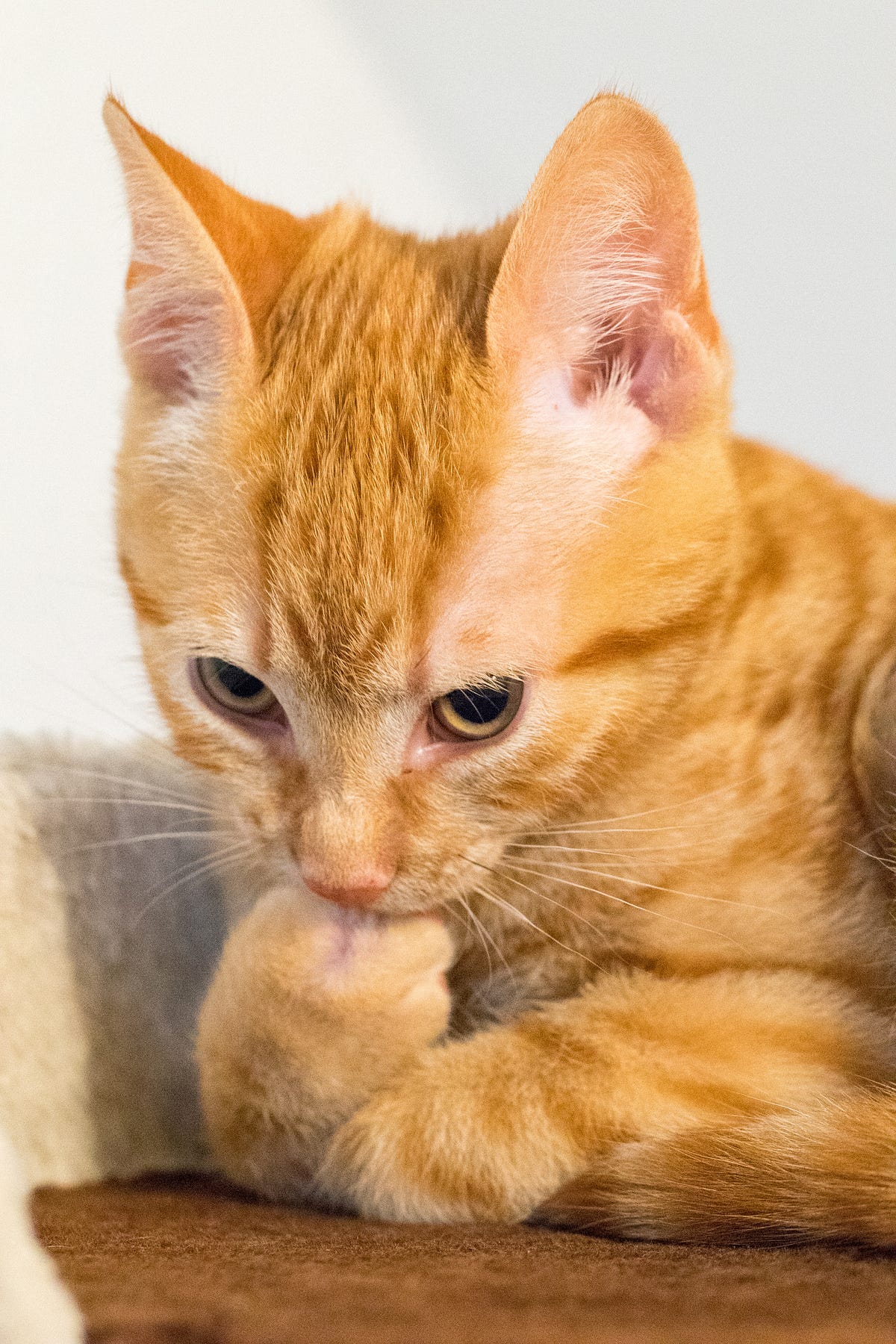 Why do cats always push things off the table? by Oliver Peters Mar