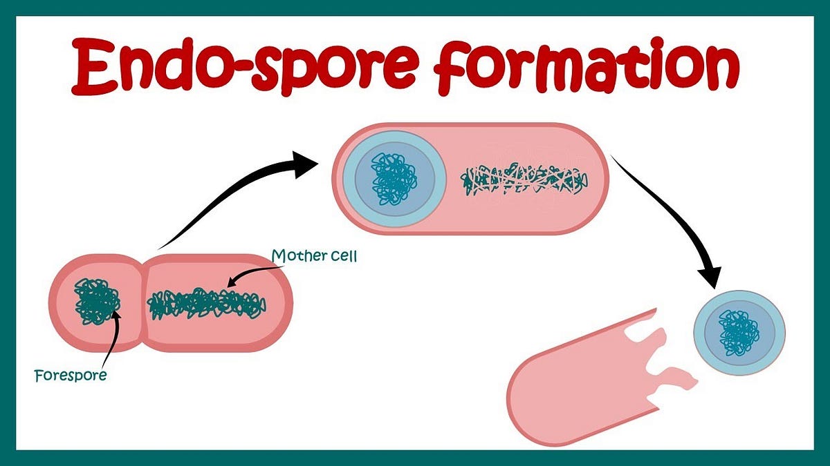 Bacterial Endospore Formation Easybiologyclass Vrogue co bacterial-endospore-formation-easybiologyclass-vrogue-co