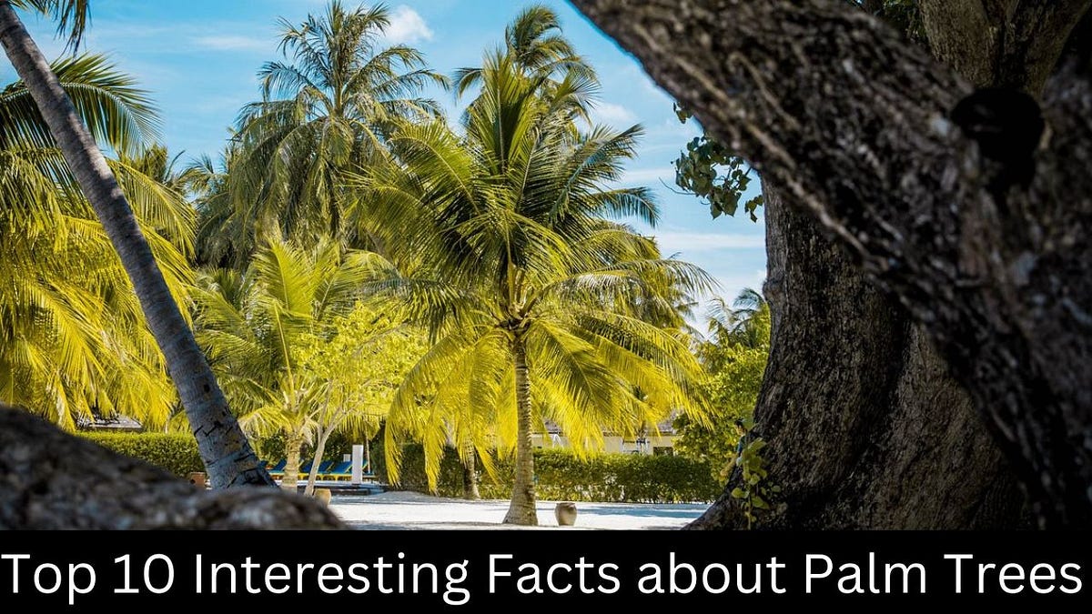 Interesting Facts About Palm Trees — Coolest Fact by Coolest Fact