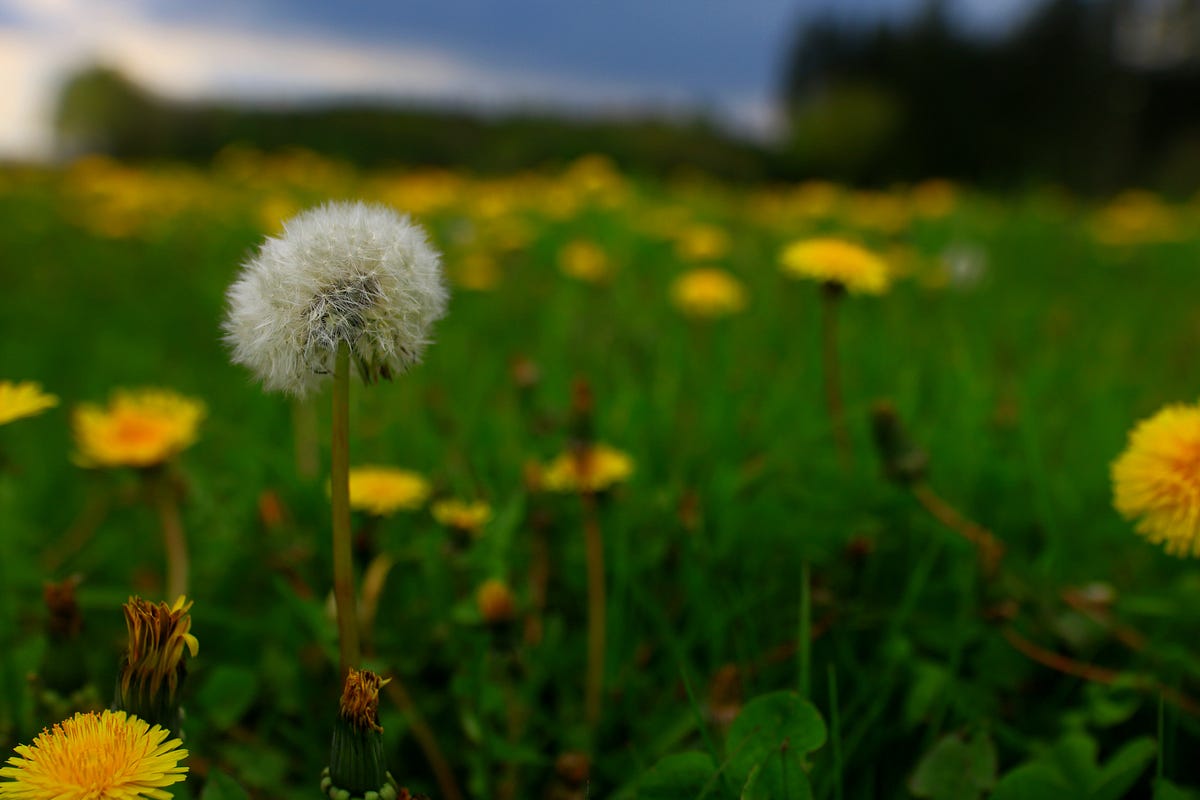 When Spring is Blooming Between the Pebbles | by Anne Bonfert ...