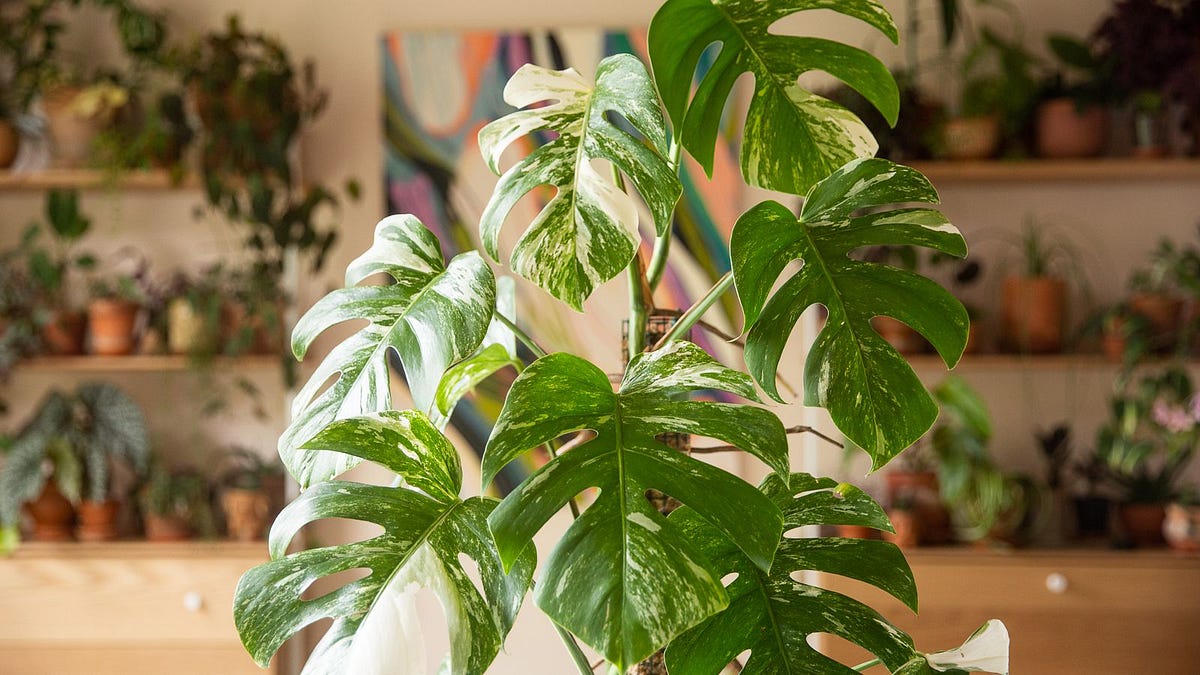 Why are indoor plants so expensive? (Most expensive indoor plants) by