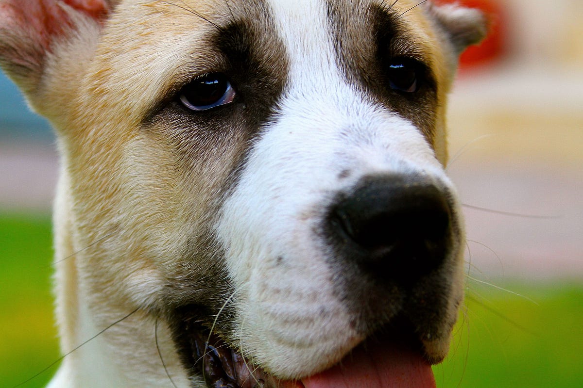 Remembering Sir Galahad. Sir Galahad died on 25th April 2019. He… by