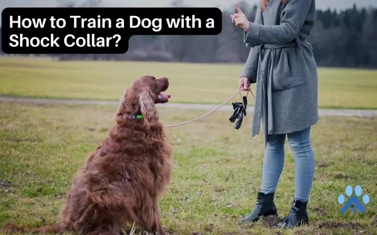 How to Train a Dog with a Shock Collar? Detailed Guide MyPetGuides
