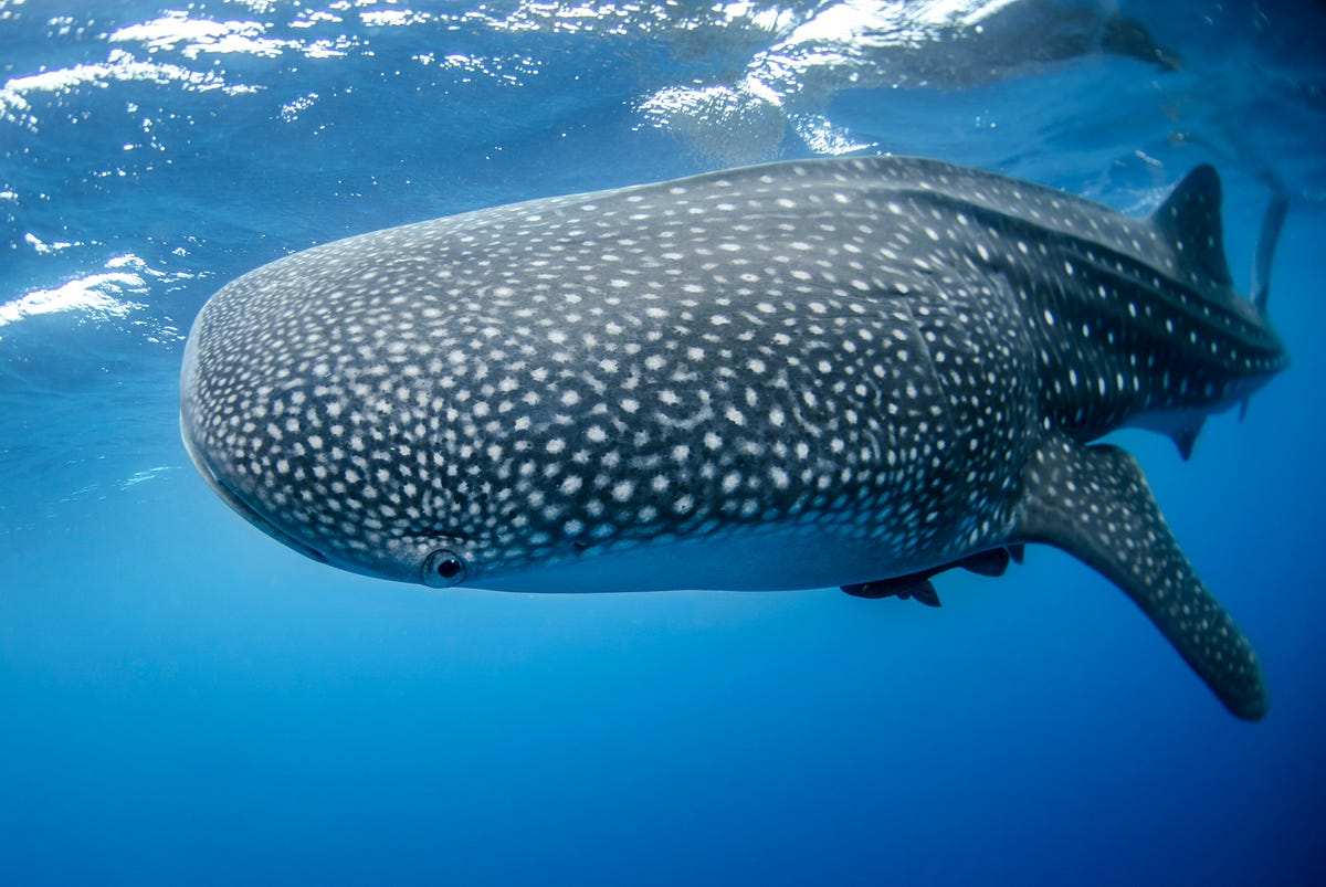 SWIMMING WITH WHALE SHARKS IN THE MALDIVES