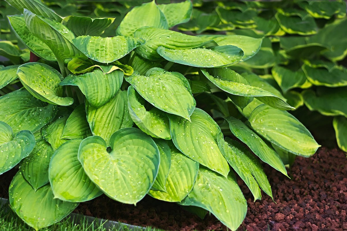 Hosta Care and Tips for Fall. Whether it’s cutting back spent blooms