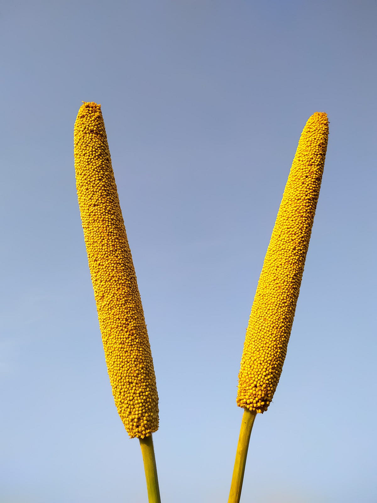 17 Awesome Health Benefits of Guinea Corn and Millet by Abnur Shareef