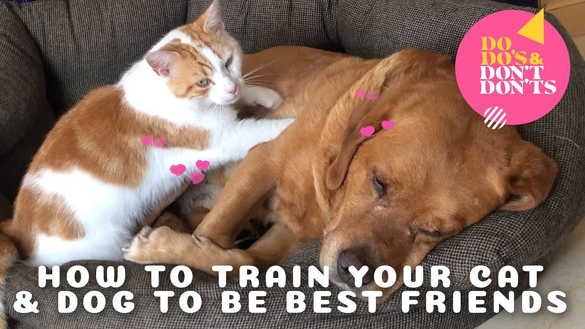 Training Your Dogs And Cats. Training dogs and cats involves… by