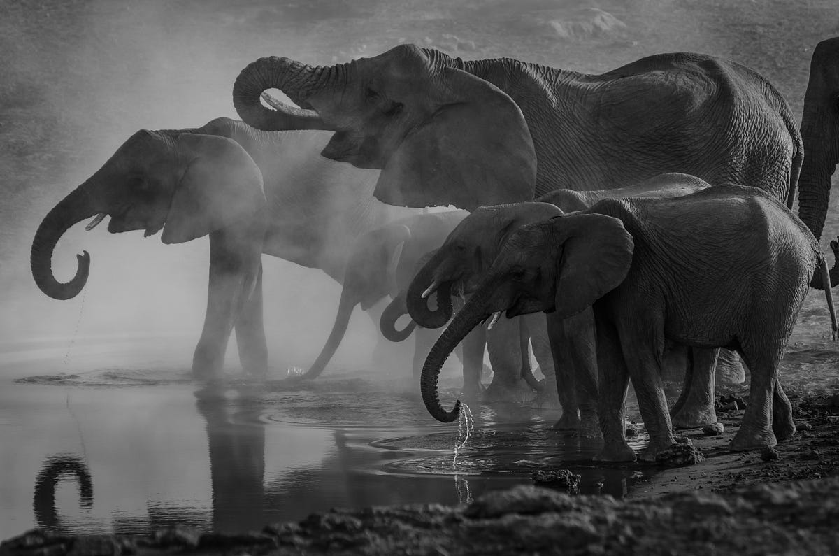 HOW MANY ELEPHANTS ARE LEFT IN THE WORLD | by Sabah | Medium