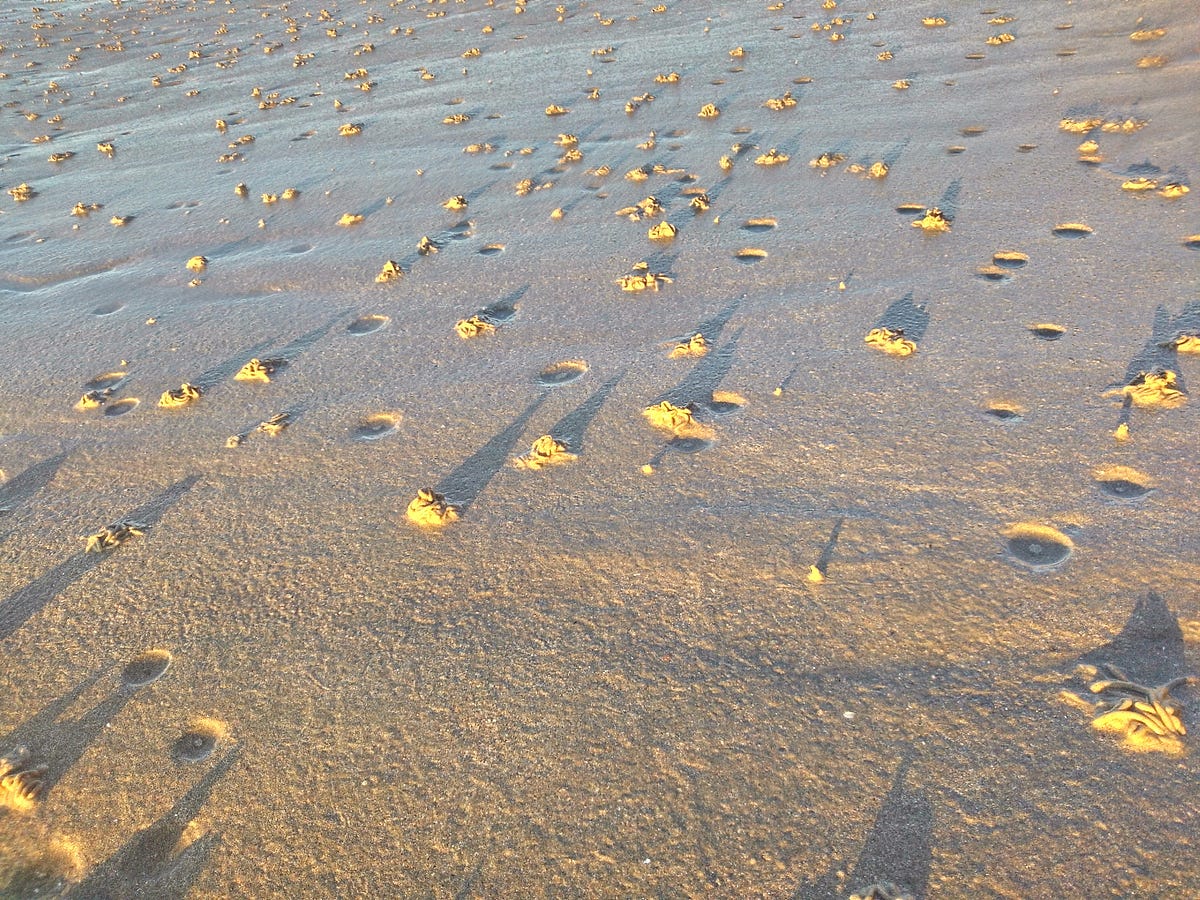 The special blood of the lugworm. Have you ever looked at a worm and