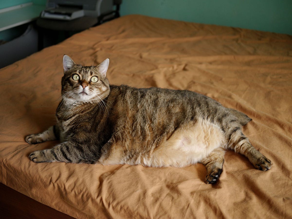 Fatty Liver Disease In Cats. Fatty liver in cats or Feline hepatic