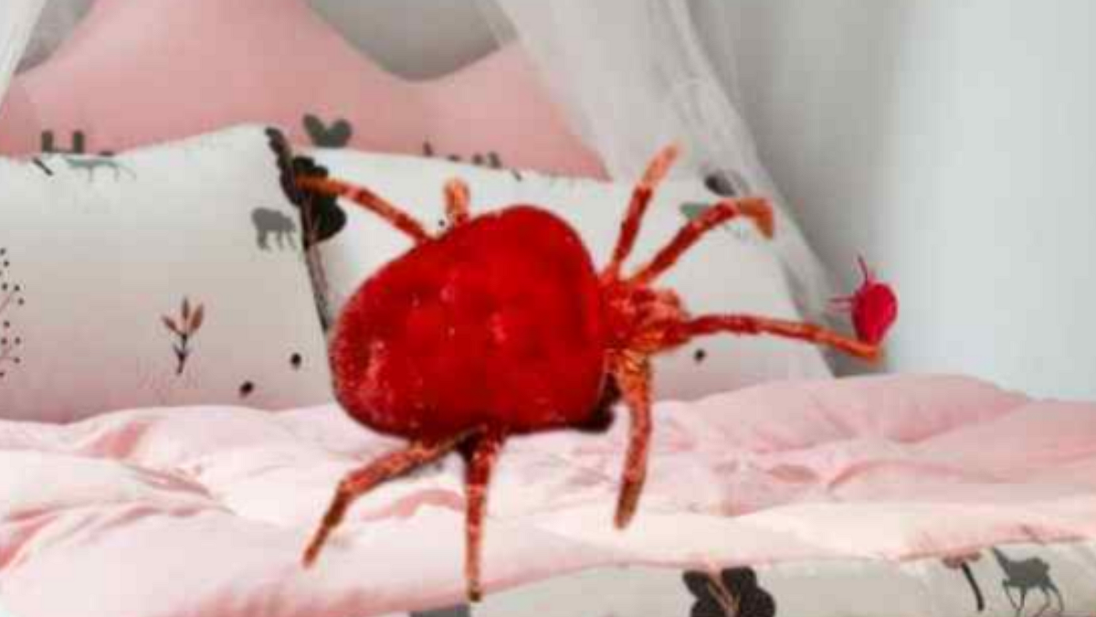 Banishing Bed Bugs Strategies to Keep Chiggers Out of Your Bed by My