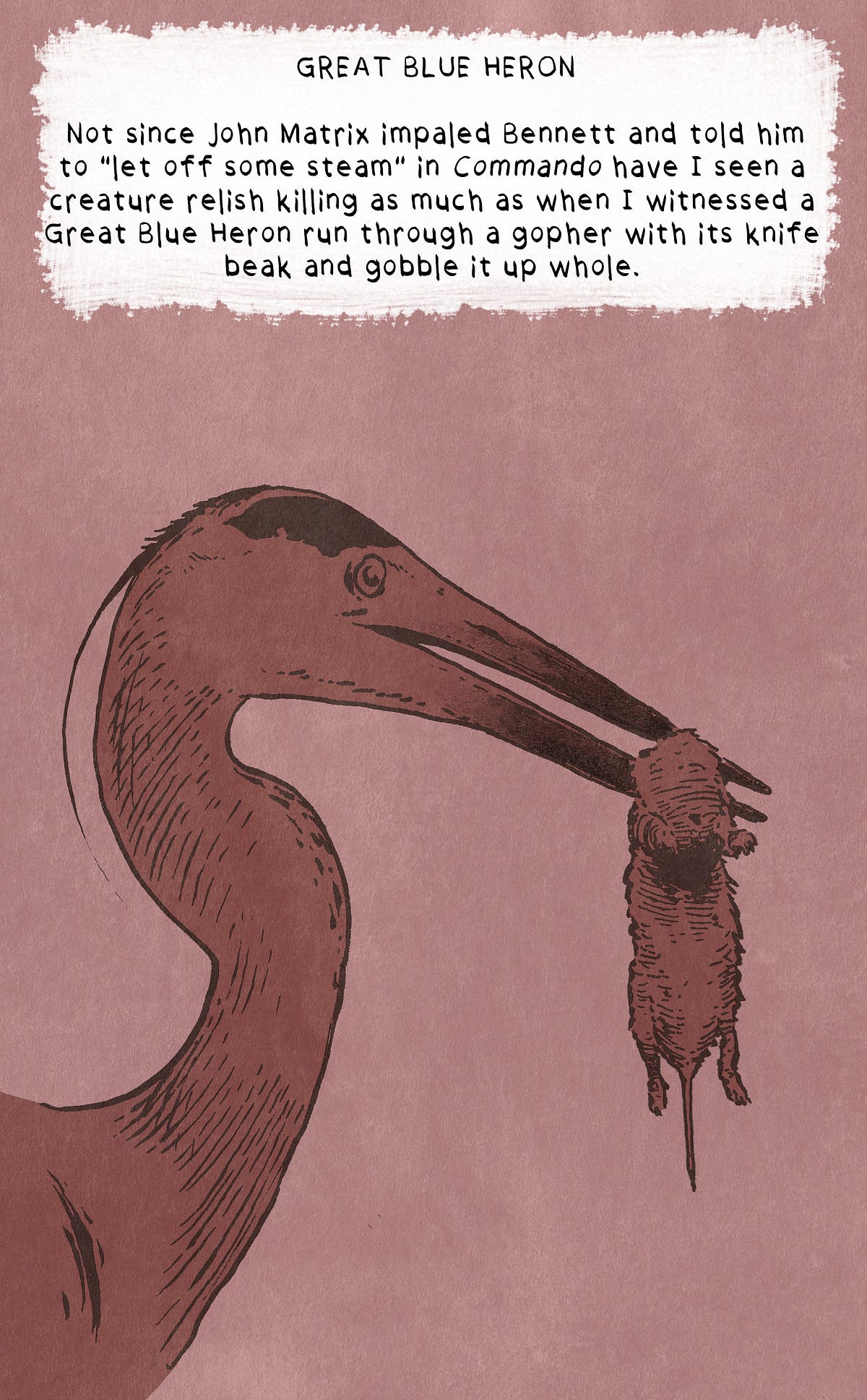 Image of: An Illustrated Guide to Common Bay Area Water Birds