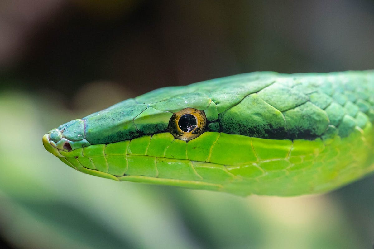 17 Fascinating Python Projects for Beginners | TDS Archive