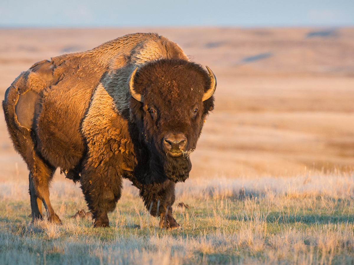 Health benefits of eating Bison Meat by Beck & Bulow Medium