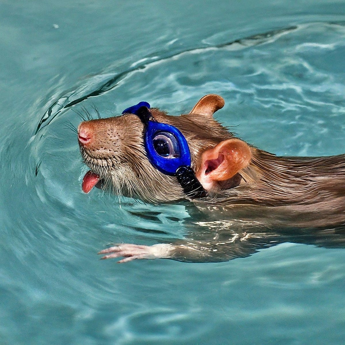 the swimming rat experiment