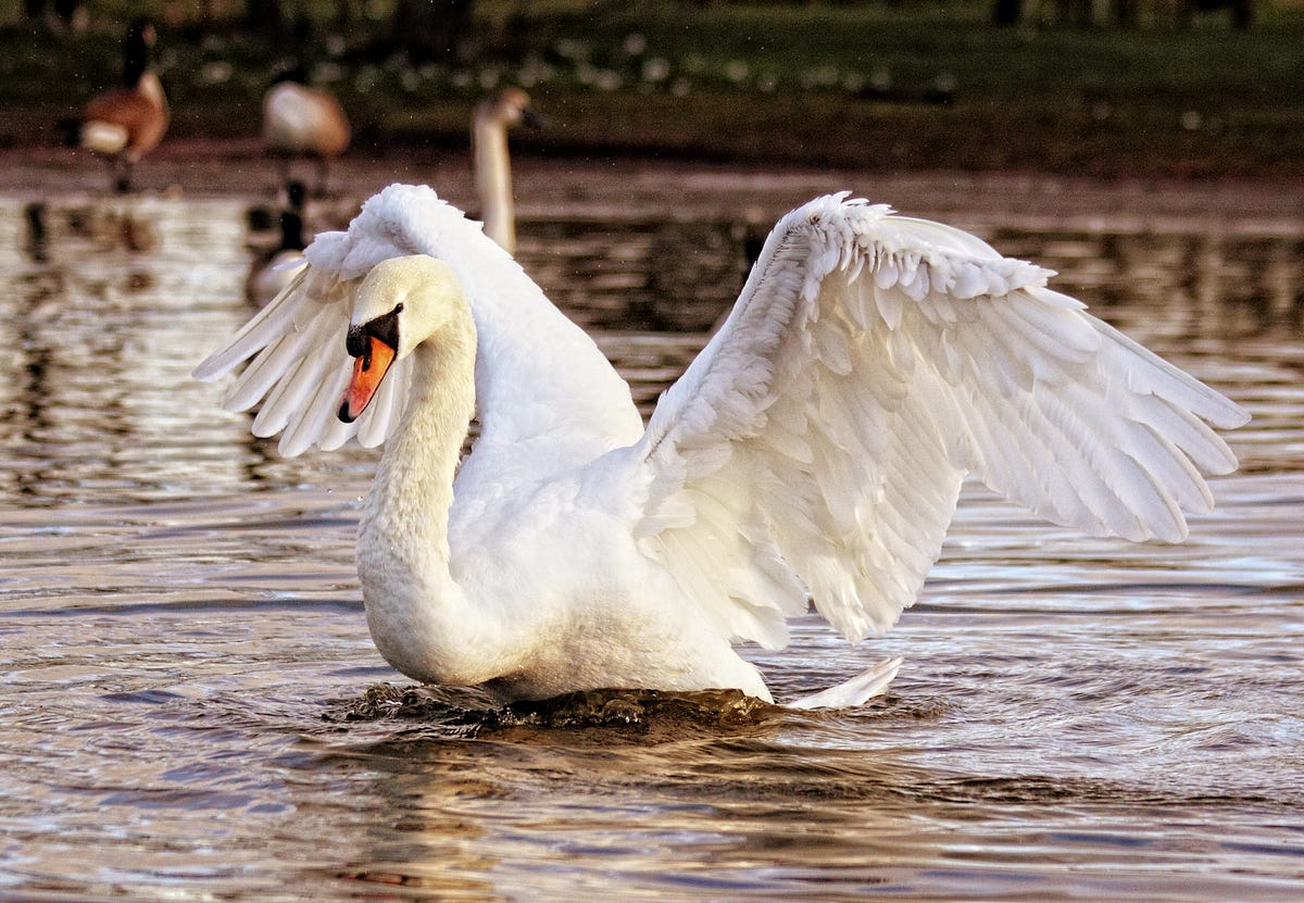 swan-song-definition-the-last-piece-of-work-by-tom-richmond-medium