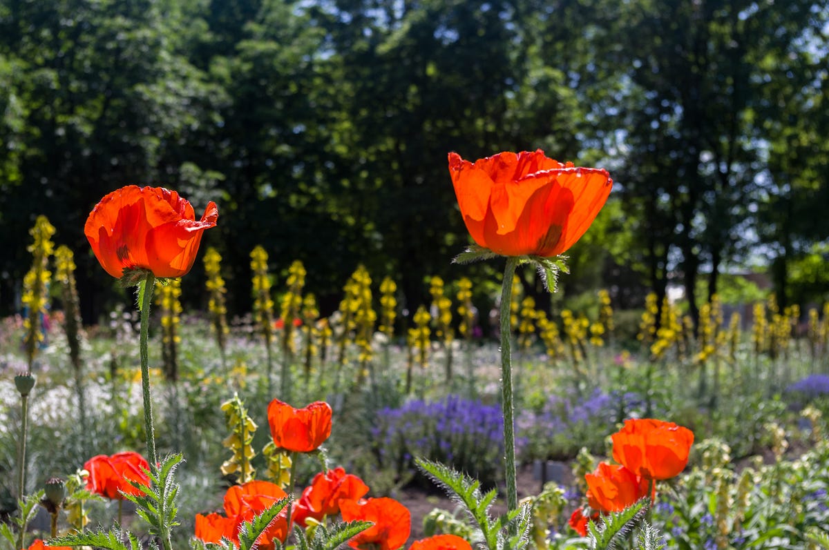 Tall Poppy Syndrome (TPS) and Mental Health Ramifications by 