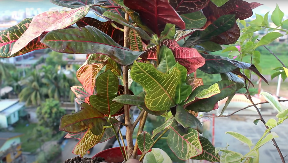 How to Grow and Care for Croton. How to Grow and Care for Croton A
