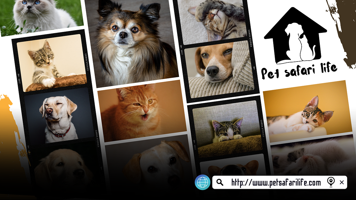 Making Nutritious Wet Dog Food at Home A StepbyStep Guide by Pet