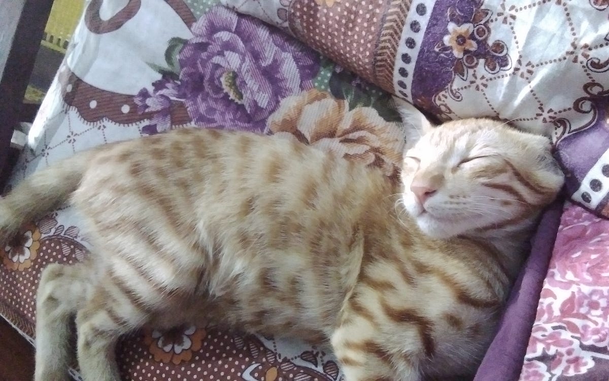 Some facts you would like to know about cats by Khush Bakht Medium Some facts you would like to know about cats by Khush Bakht Medium