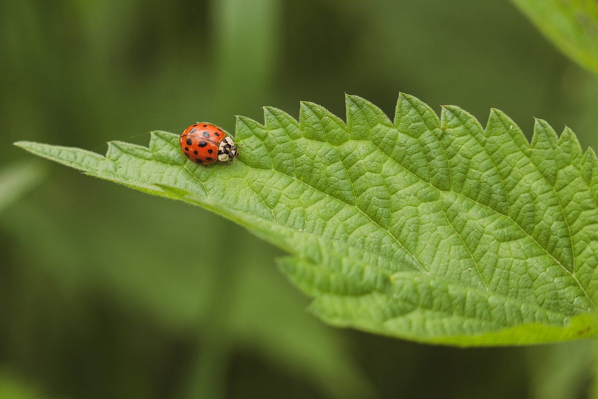 How to Use Exception Filters to Catch Bugs in Nest.js