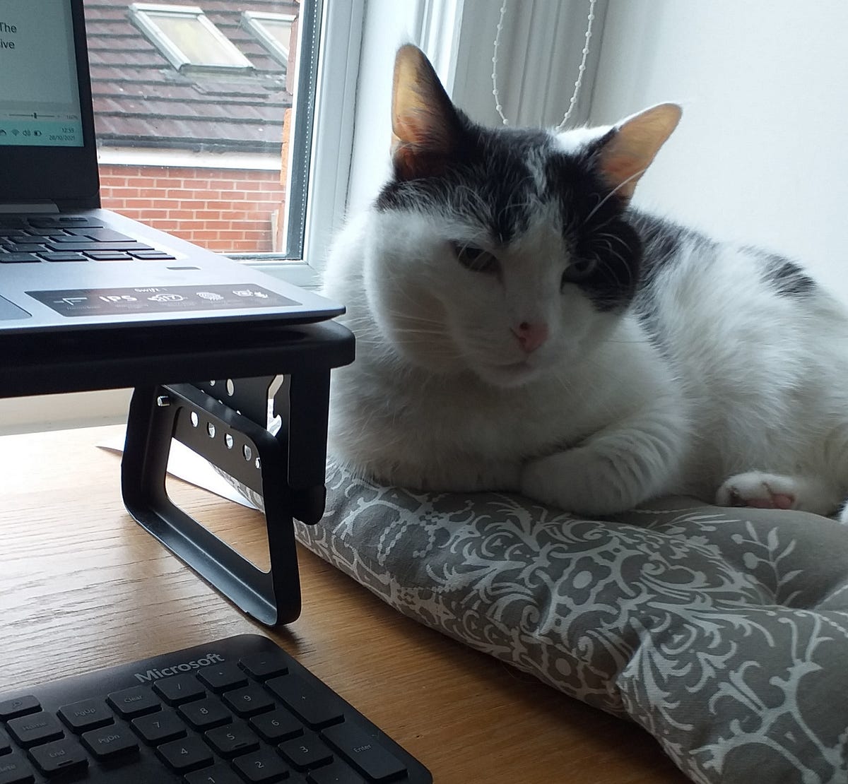 When You Know It’s Time to Get Another Cat by Brendan Donaghy