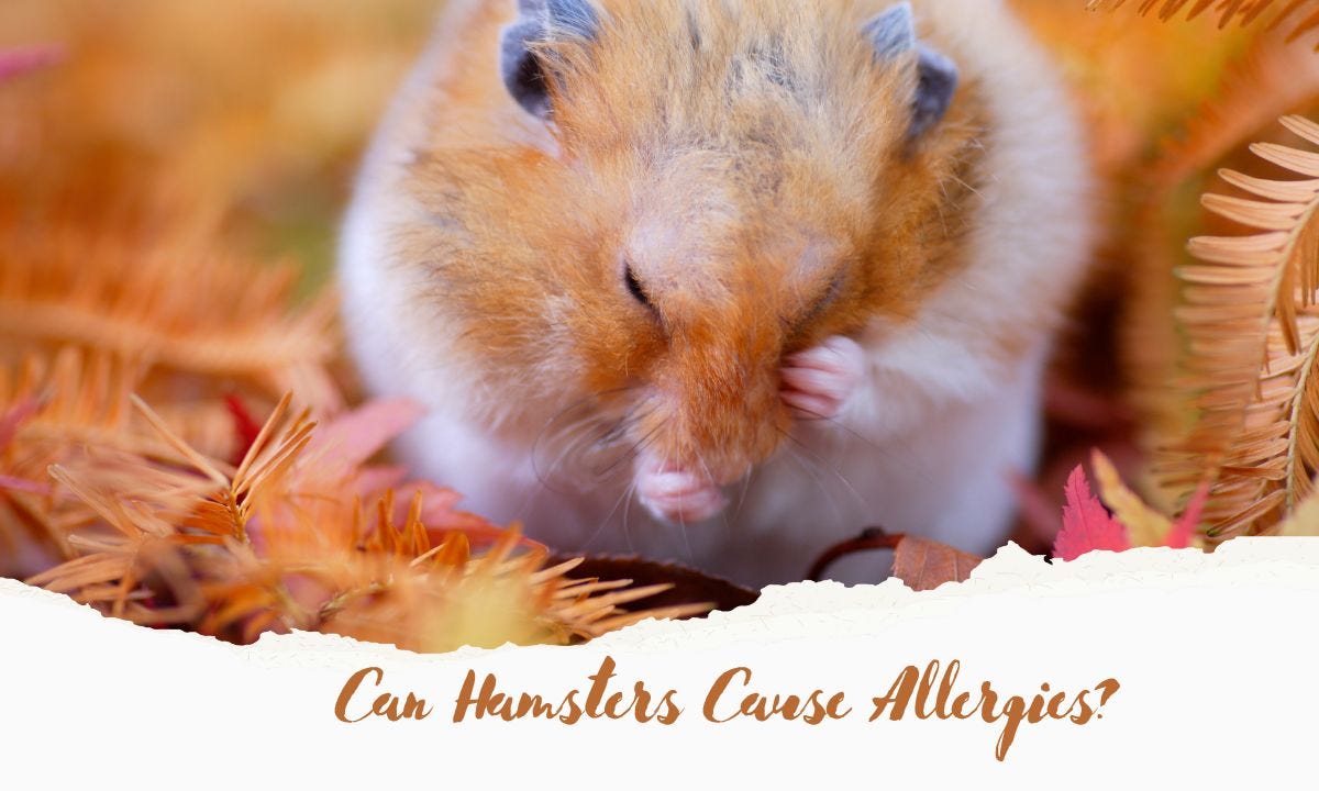 Can Hamsters Cause Allergies? Understanding the Risks and Precautions Tuntunu Medium
