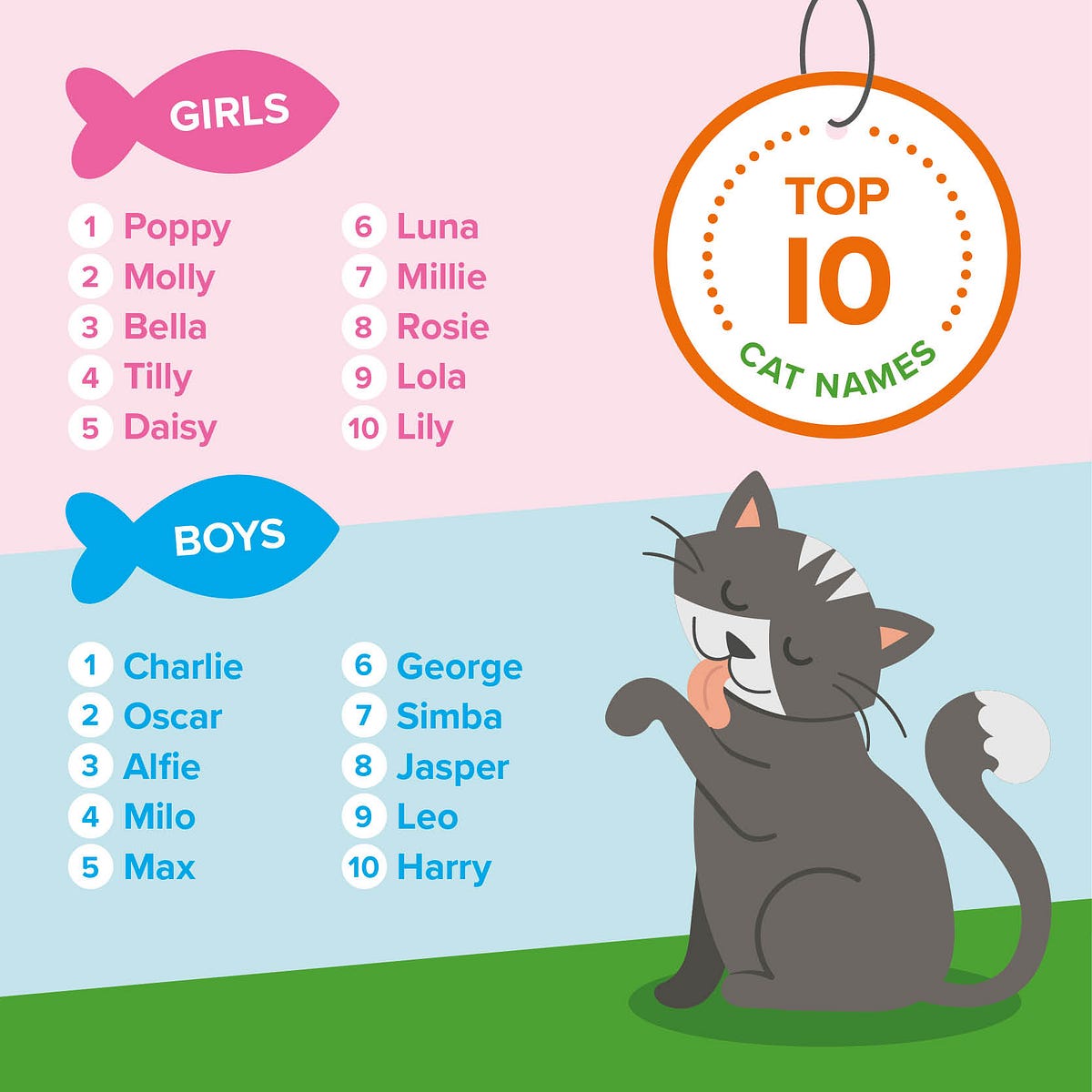 kitten-names-ketawain-saja-medium