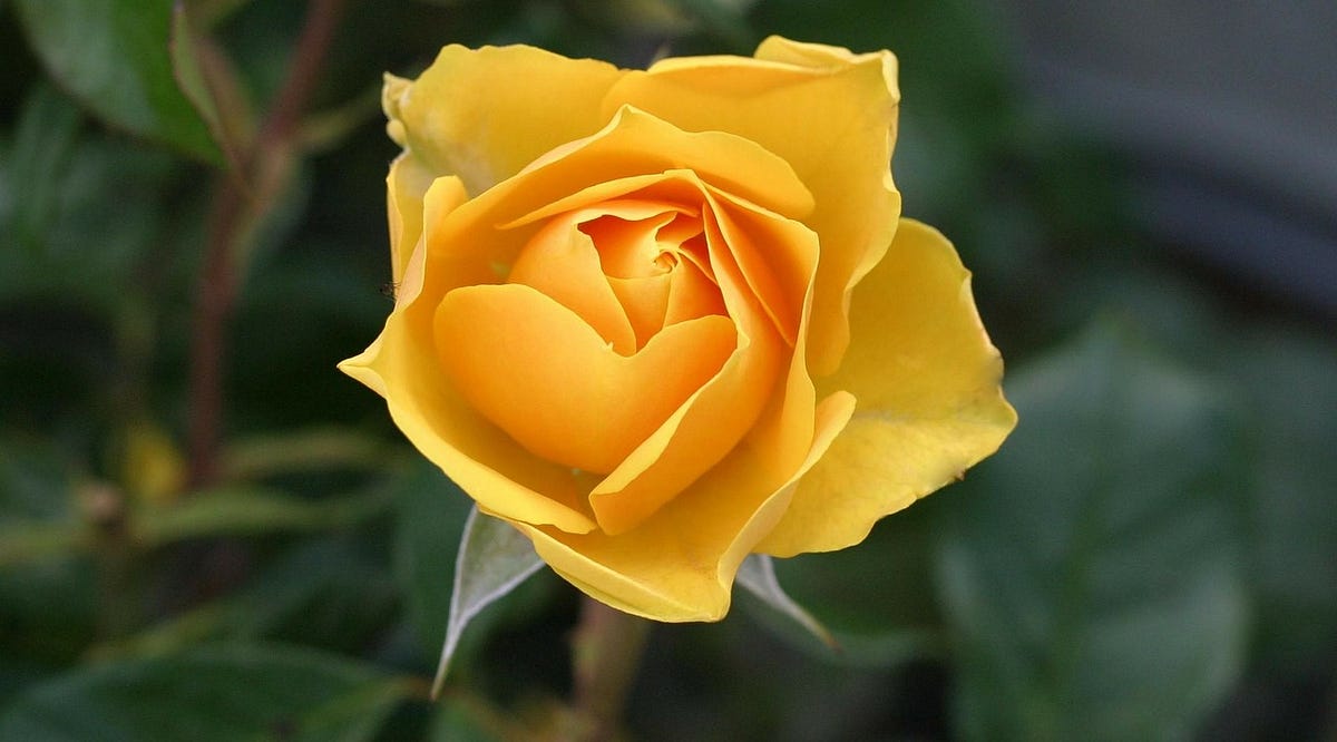 Who was the Yellow Rose of Texas? by The Alamo Medium