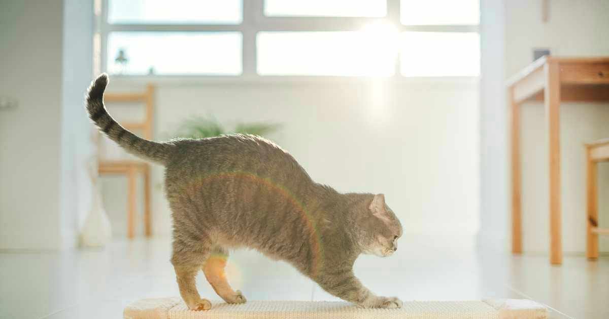 Why Does My Cat Scratch The Floor Before Drinking Water? Medium
