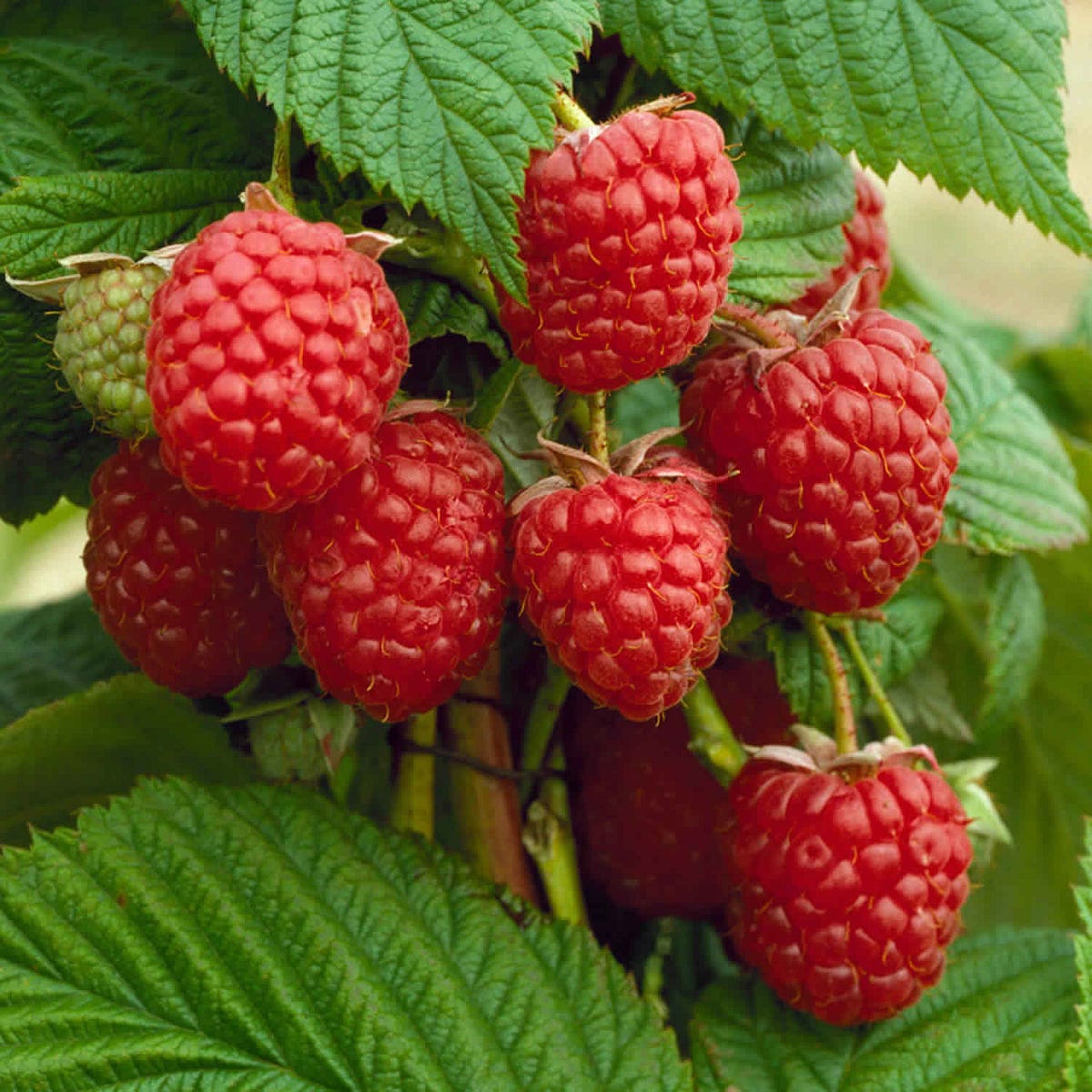 Do Raspberry Ketones Really Work? A Detailed Review by Dizzyfinance