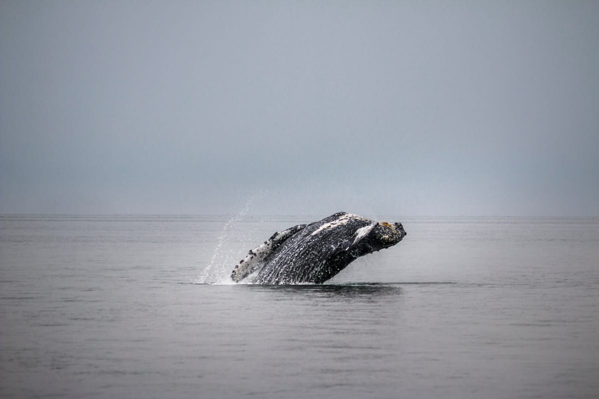 Image of: TBI’s 5 Best: Spots for Watching the Gray Whale Migration