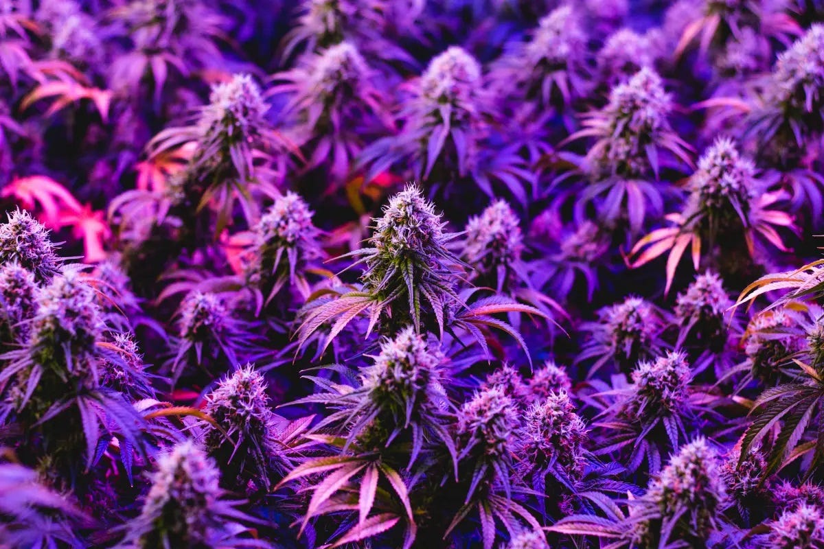 purple kush wallpaper